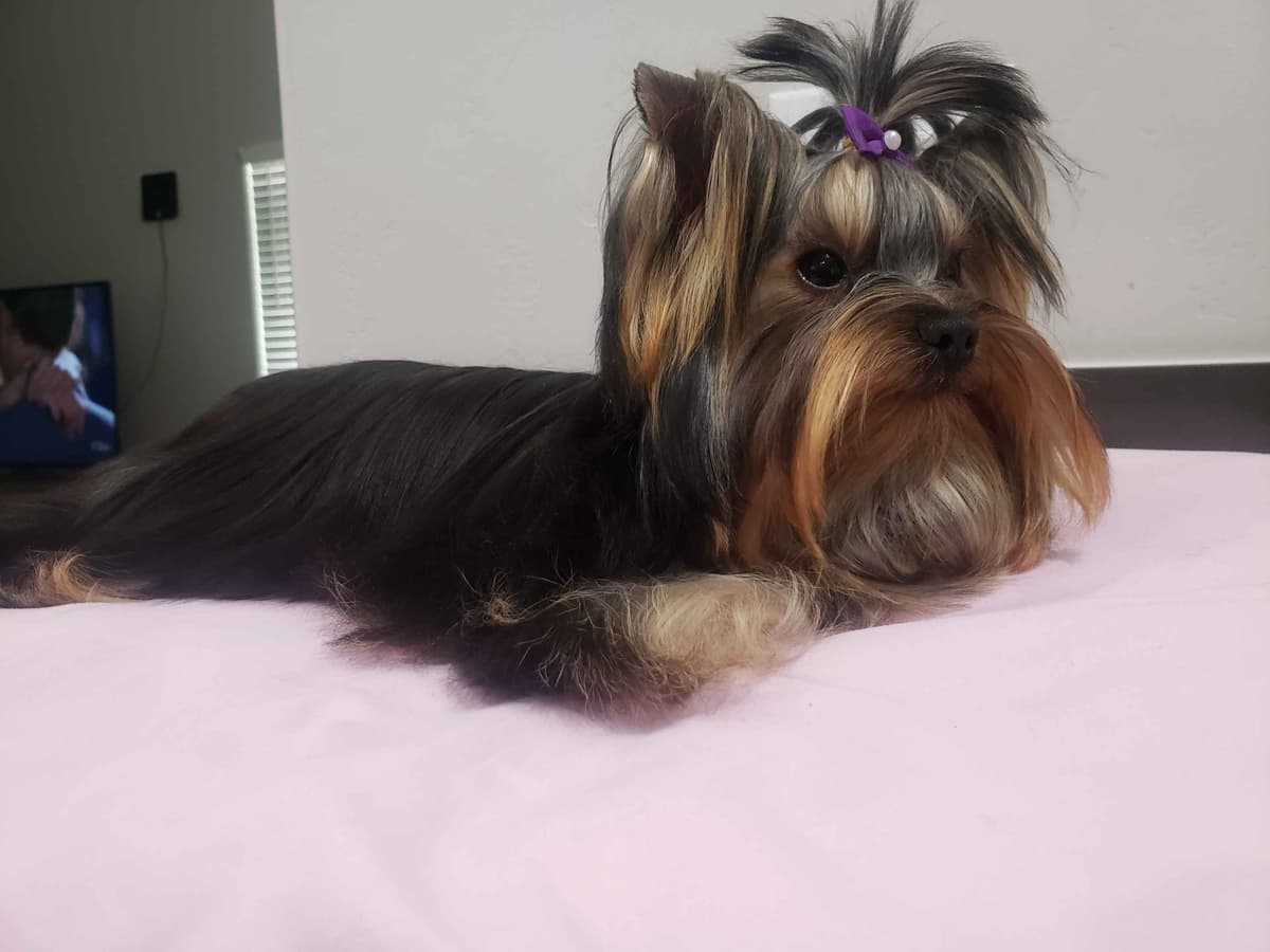 Yorkshire Terrier Puppies breeder image 6