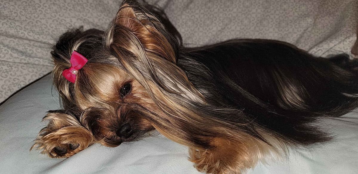Yorkshire Terrier Puppies breeder image 8