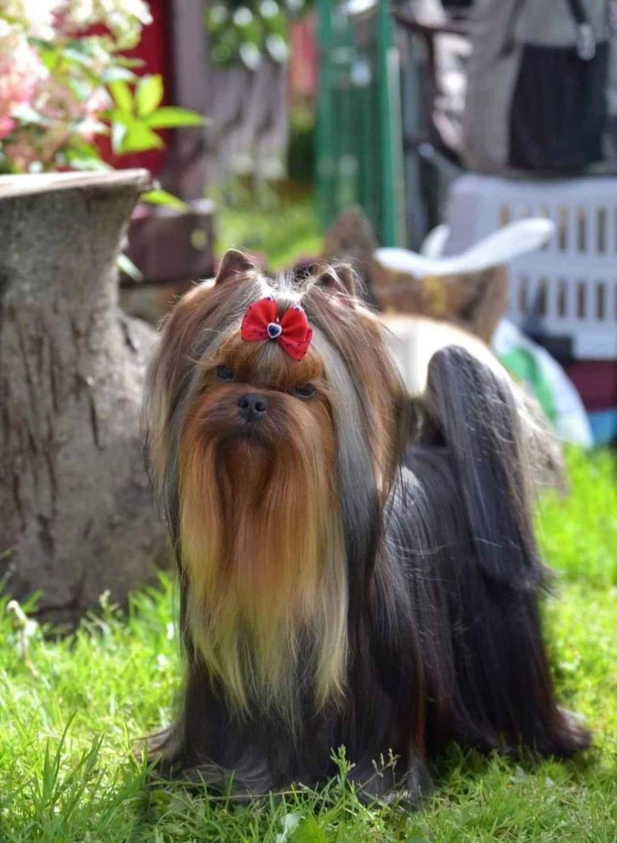 Yorkshire Terrier Puppies breeder image 11