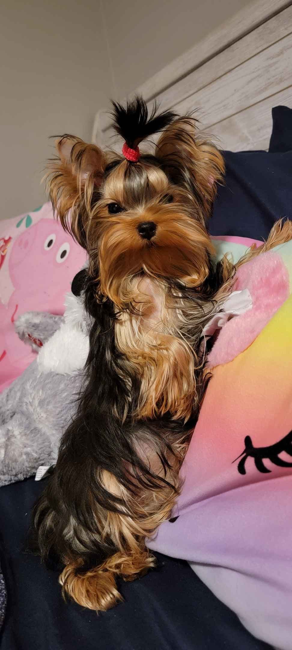 Yorkshire Terrier Puppies breeder image 9