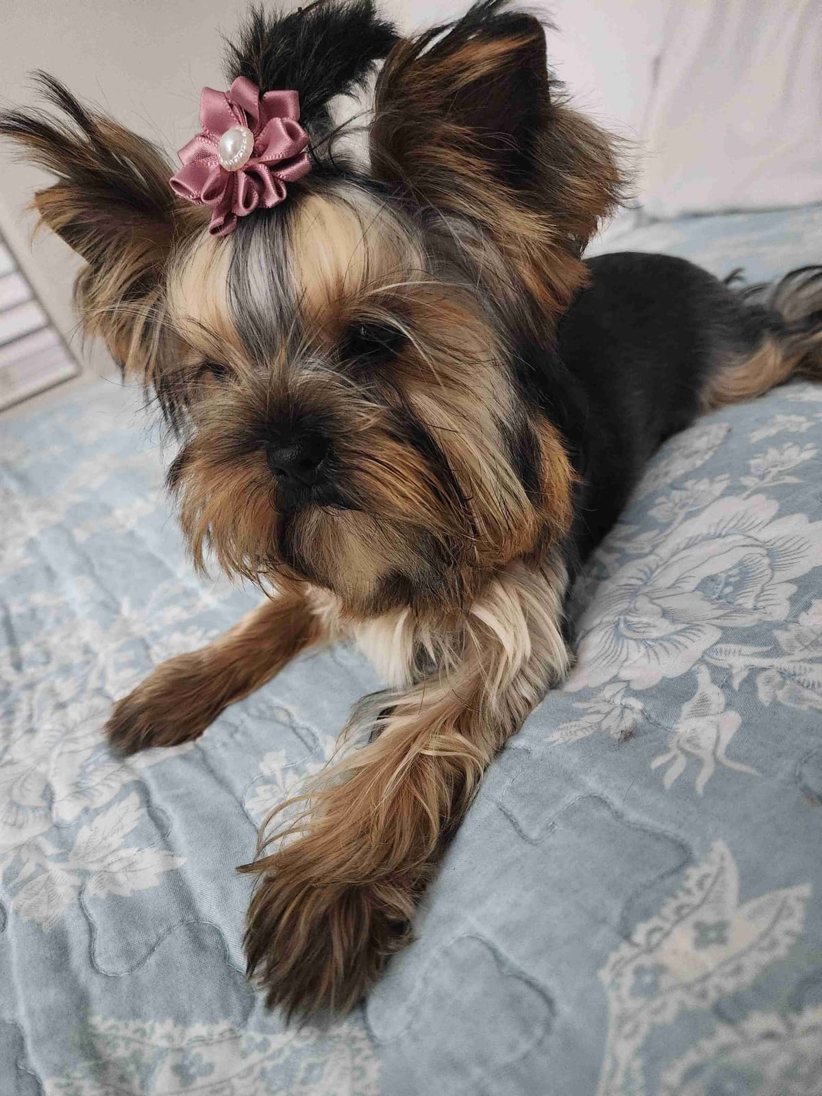 Yorkshire Terrier Puppies breeder image 12