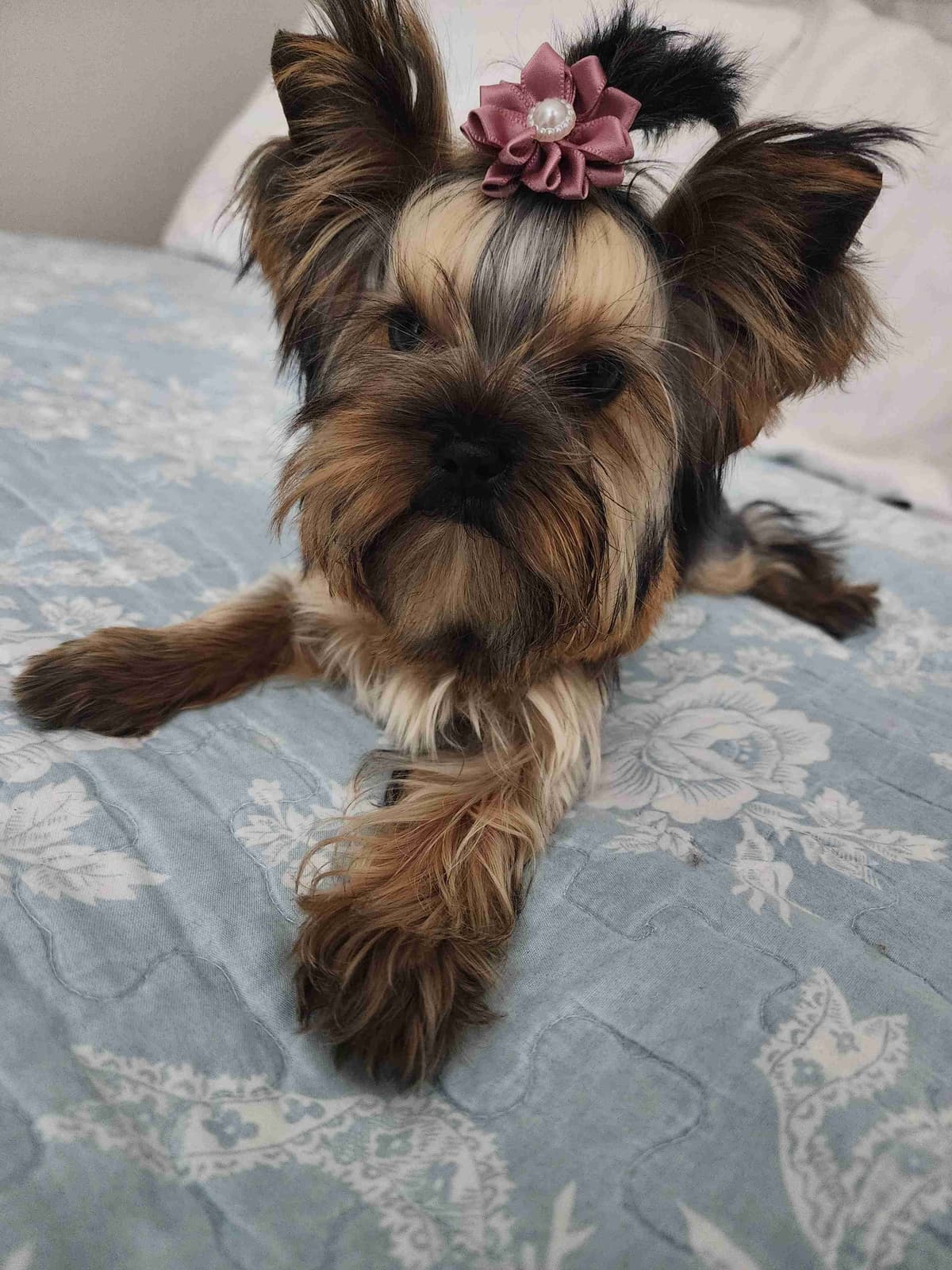 Yorkshire Terrier Puppies breeder image 13