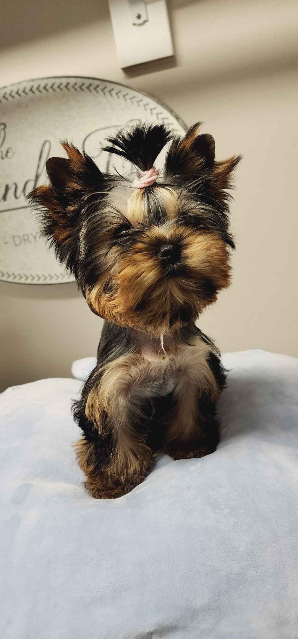 Yorkshire Terrier Puppies breeder image 14