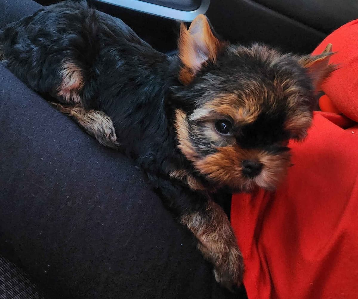 Yorkshire Terrier Puppies breeder image 15