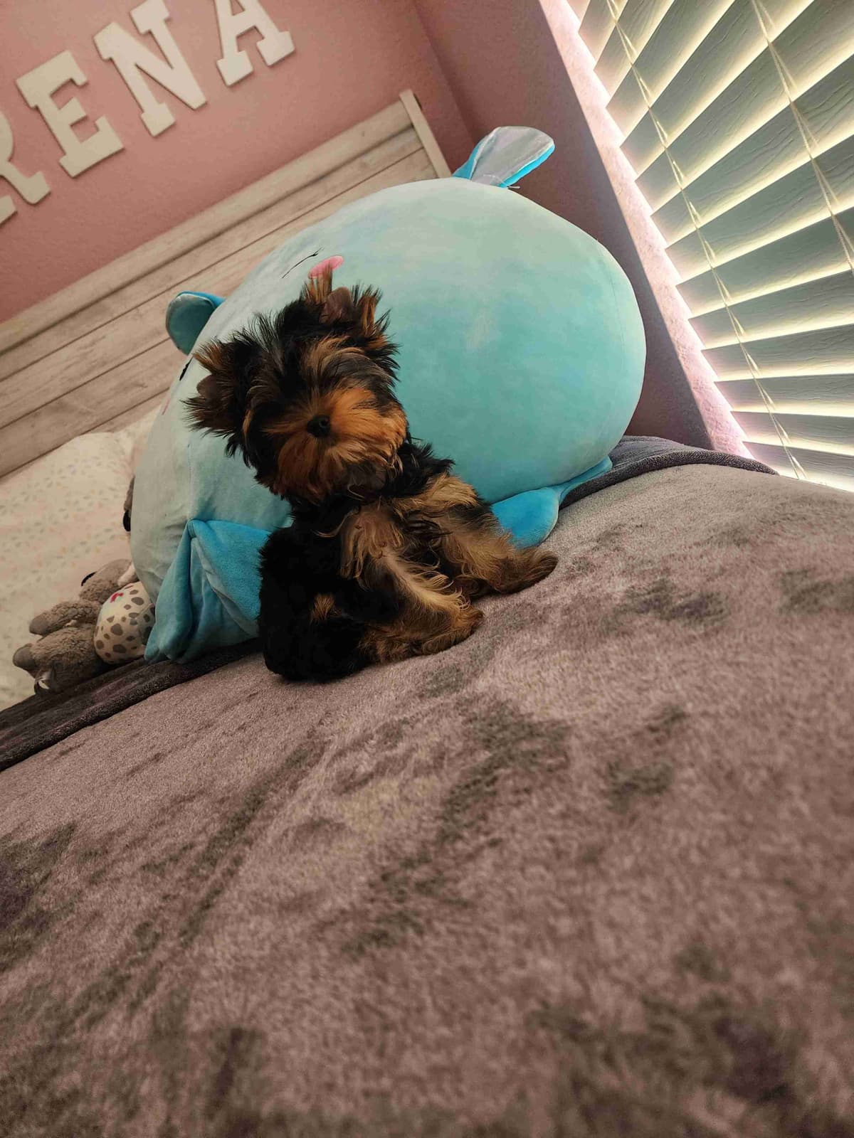 Yorkshire Terrier Puppies breeder image 16