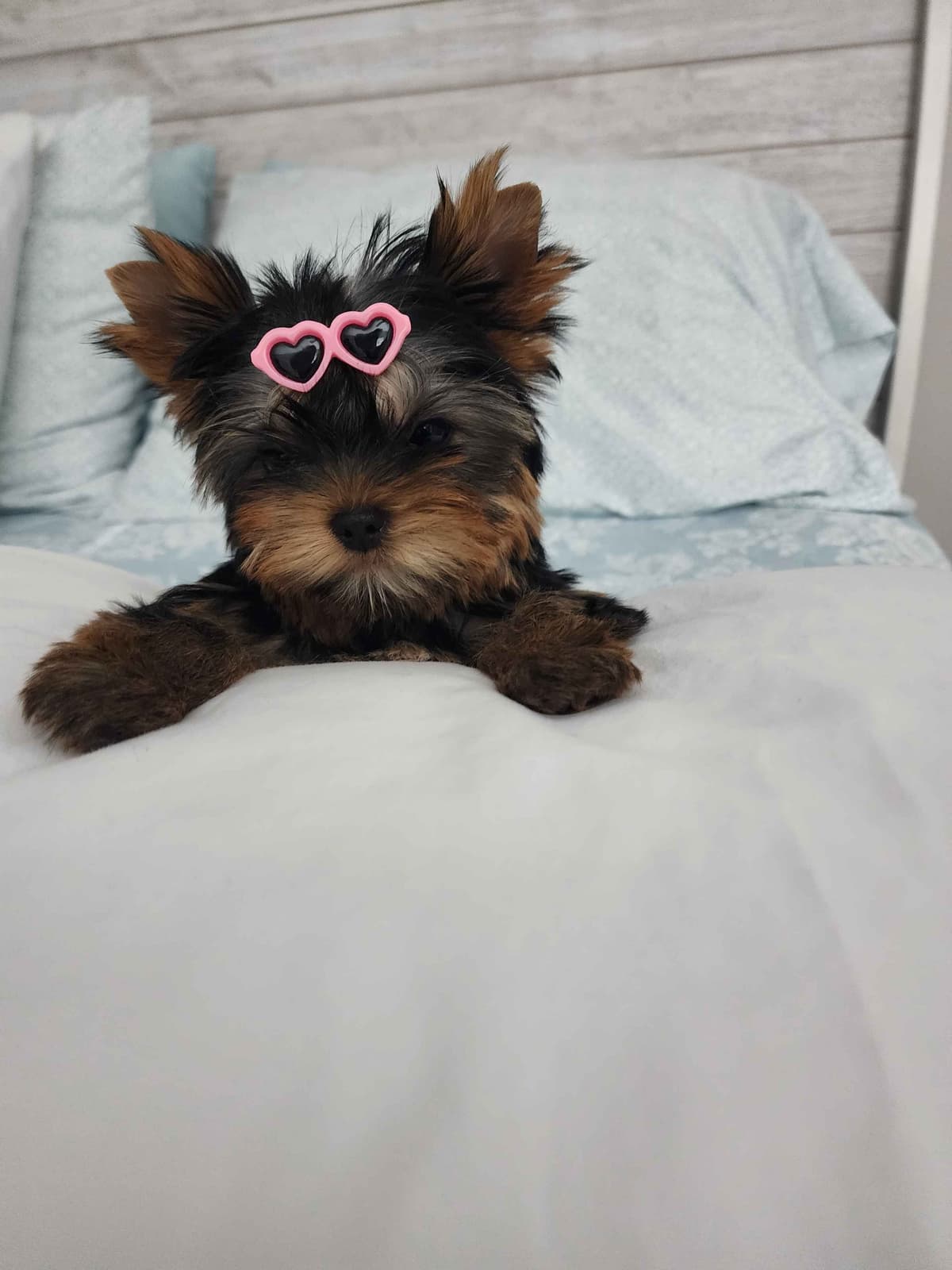 Yorkshire Terrier Puppies breeder image 17