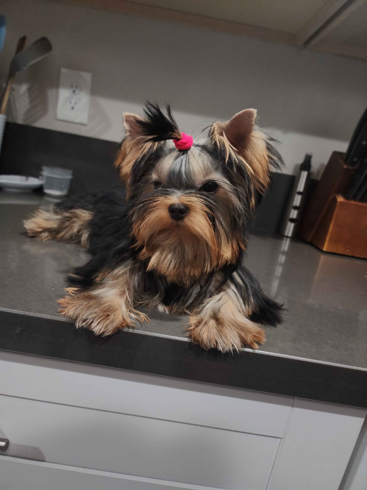Yorkshire Terrier Puppies breeder image 18