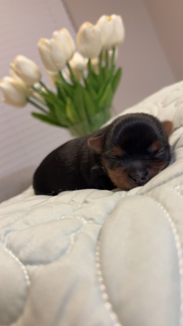 Yorkshire Terrier Puppies media 6