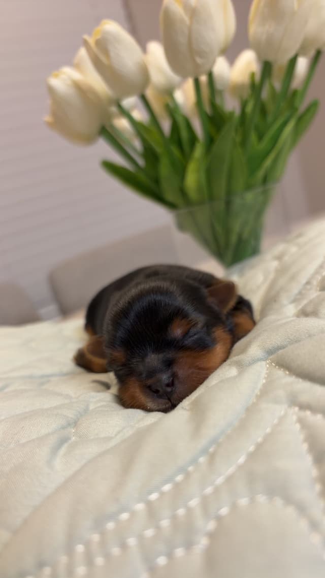 Yorkshire Terrier Puppies media 8