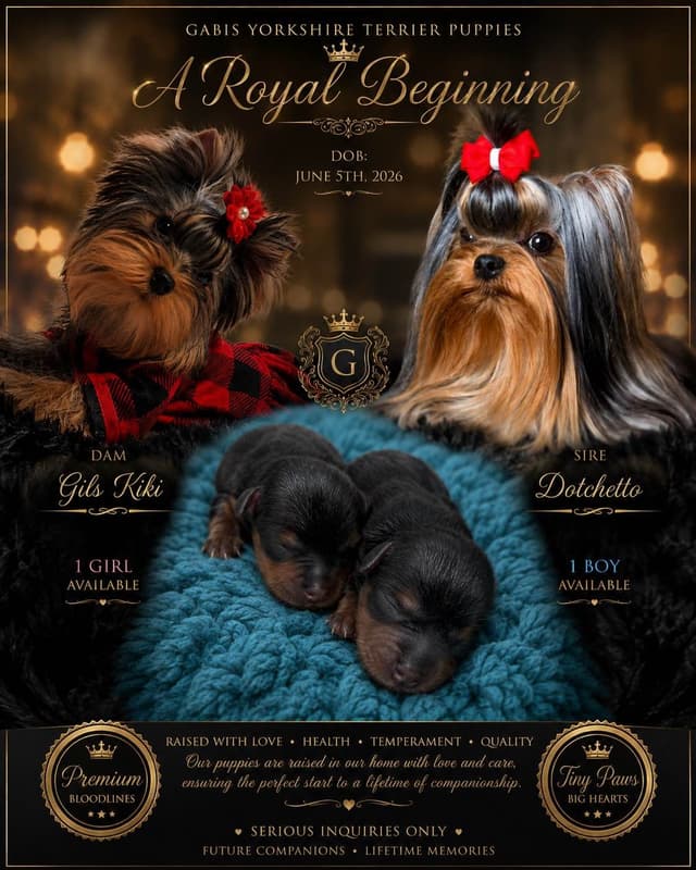 Yorkshire Terrier Puppies media 11