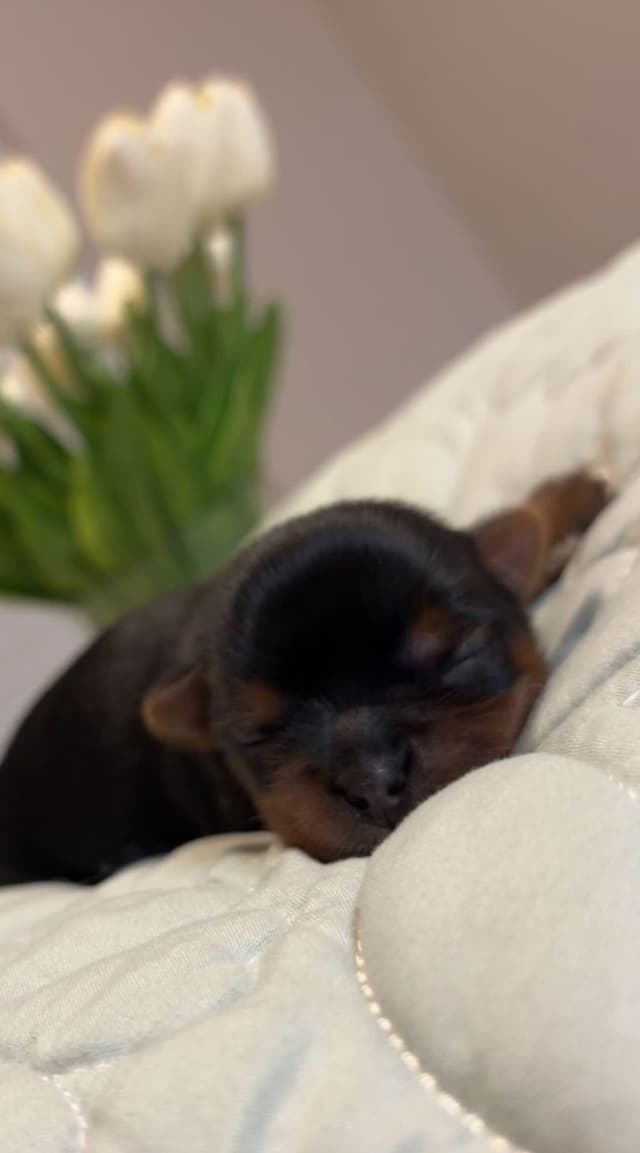 Yorkshire Terrier Puppies media 7