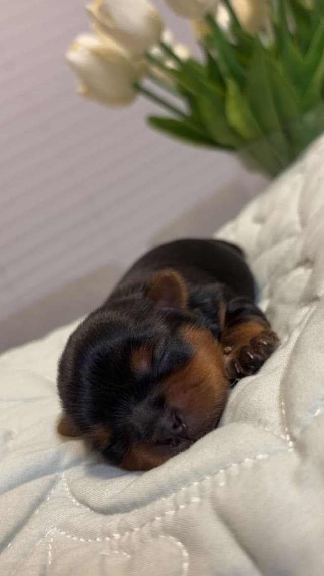 Yorkshire Terrier Puppies media 9