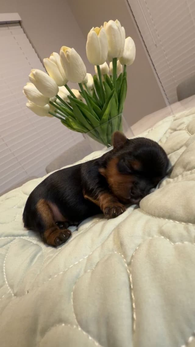 Yorkshire Terrier Puppies media 10