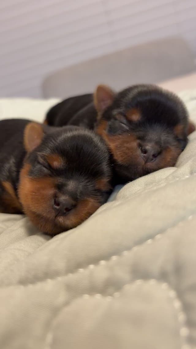 Yorkshire Terrier Puppies media 12