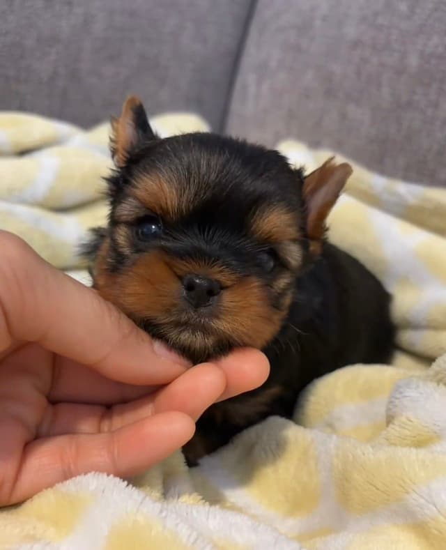 Yorkshire Terrier Puppies media 3