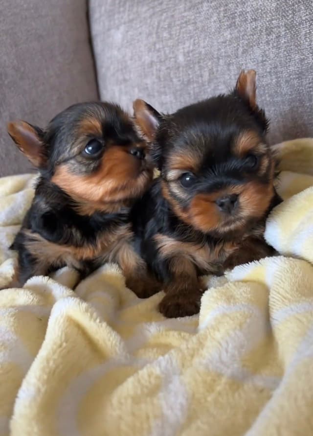 Yorkshire Terrier Puppies media 5