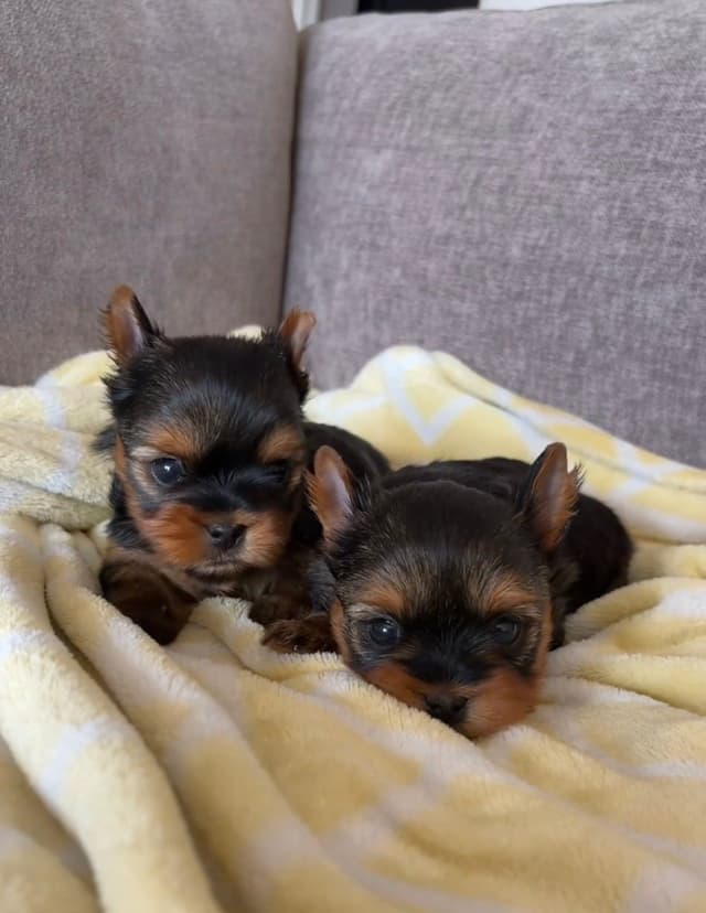 Yorkshire Terrier Puppies media 4