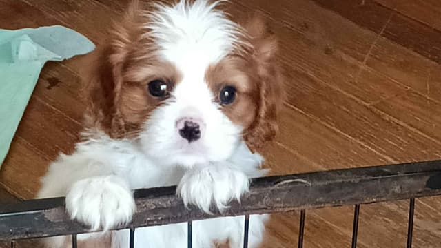 Cavalier King Charles Spaniel Puppies media 3