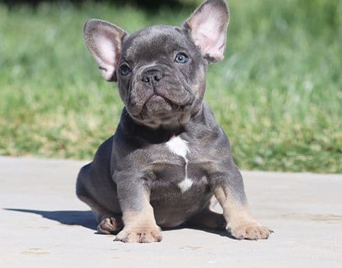 AKC T-Cup Yorkie Puppies breeder image 2