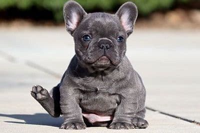 AKC T-Cup Yorkie Puppies breeder image 3