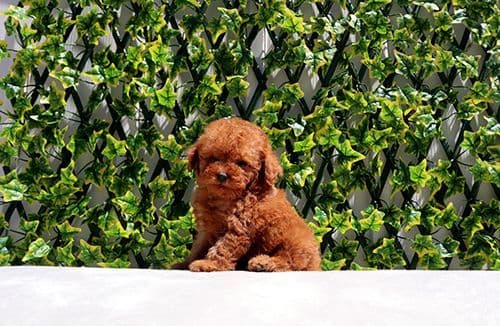 AKC T-Cup Yorkie Puppies breeder image 4