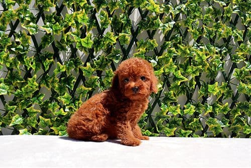 AKC T-Cup Yorkie Puppies breeder image 5