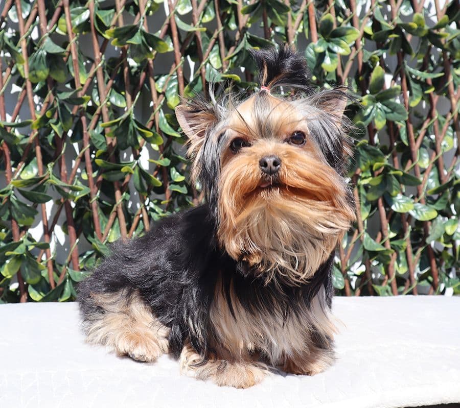 AKC T-Cup Yorkie Puppies breeder image 7