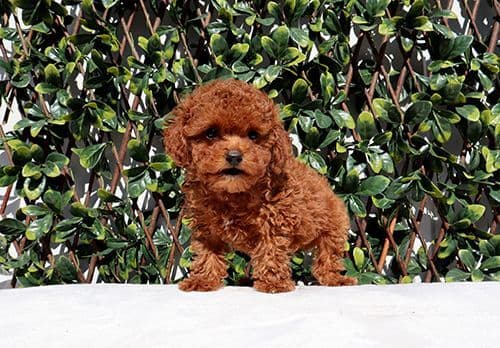AKC T-Cup Yorkie Puppies breeder image 6