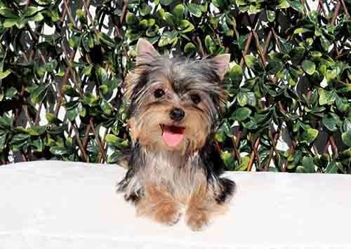 AKC T-Cup Yorkie Puppies breeder image 8