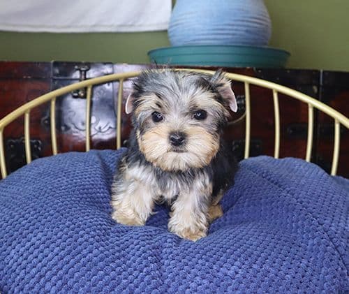 AKC T-Cup Yorkie Puppies breeder image 9