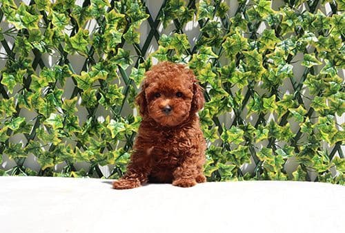 AKC Red Toy Poodle Puppies media 2