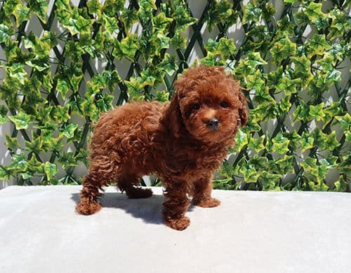 AKC Red Toy Poodle Puppies media 3