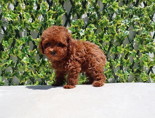 AKC Red Toy Poodle Puppies media 4