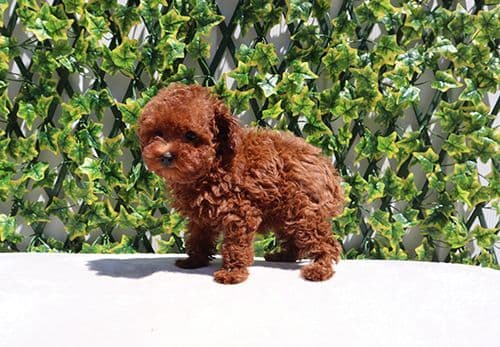 AKC Red Toy Poodle Puppies media 6