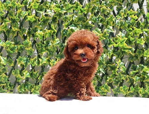 AKC Red Toy Poodle Puppies media 7