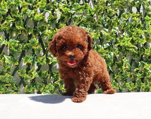 AKC Red Toy Poodle Puppies media 8