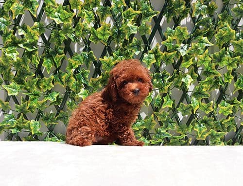 AKC Red Toy Poodle Puppies media 9