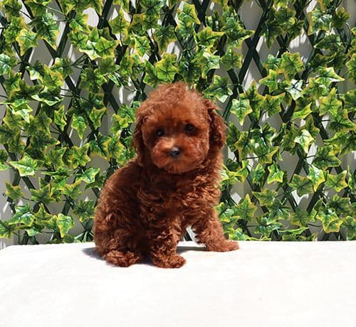 AKC Red Toy Poodle Puppies media 10