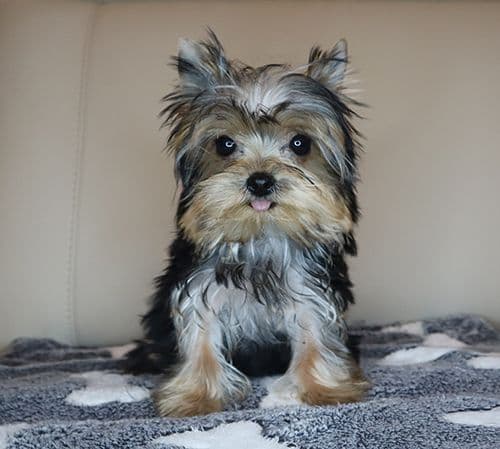 AKC T-Cup Yorkie Puppies media 3