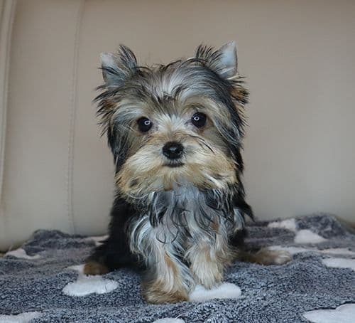 AKC T-Cup Yorkie Puppies media 4