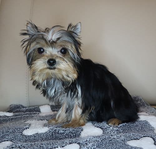 AKC T-Cup Yorkie Puppies media 5