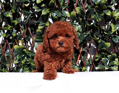 AKC Red Toy Poodle Puppy Girls media 2