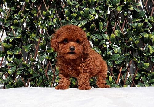 AKC Red Toy Poodle Puppy Girls media 3