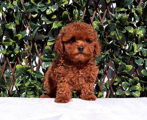 AKC Red Toy Poodle Puppy Girls media 4