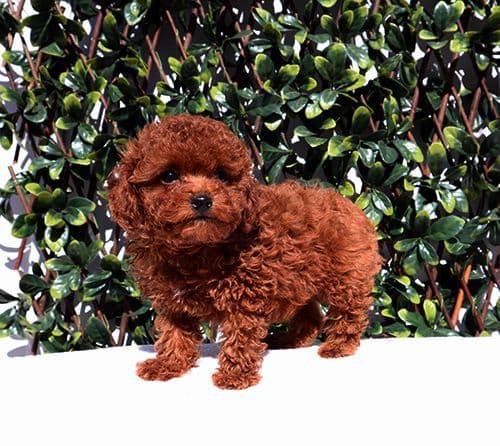 AKC Red Toy Poodle Puppy Girls media 5
