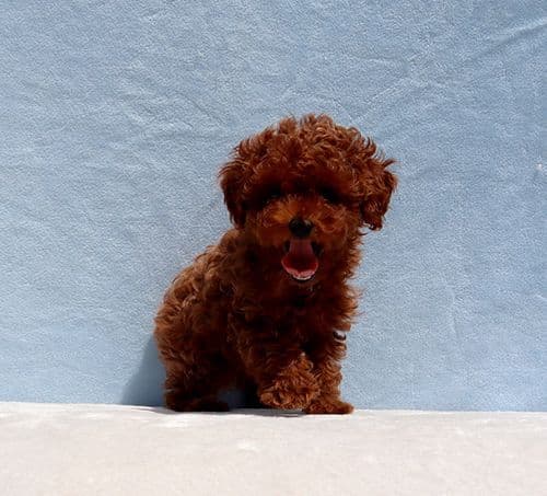 AKC Red Toy Poodle Puppy Girls media 6
