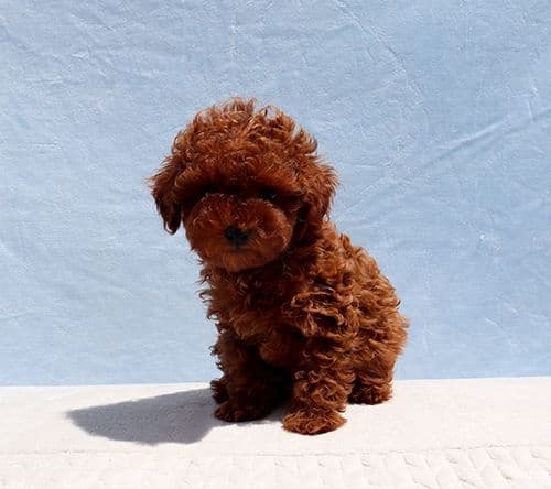 AKC Red Toy Poodle Puppy Girls media 7