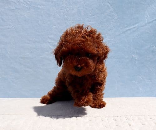 AKC Red Toy Poodle Puppy Girls media 8