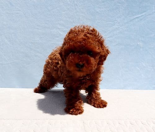AKC Red Toy Poodle Puppy Girls media 9