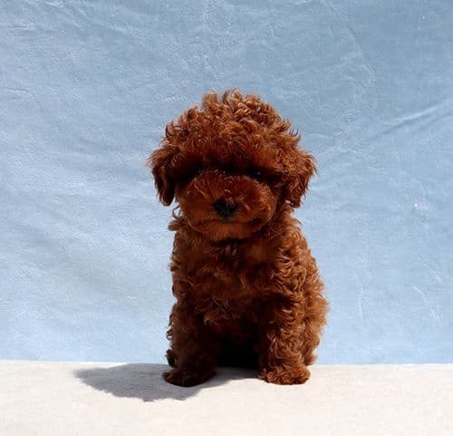 AKC Red Toy Poodle Puppy Girls media 10
